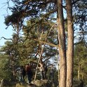 Pinus sylvestris Fontainebleau